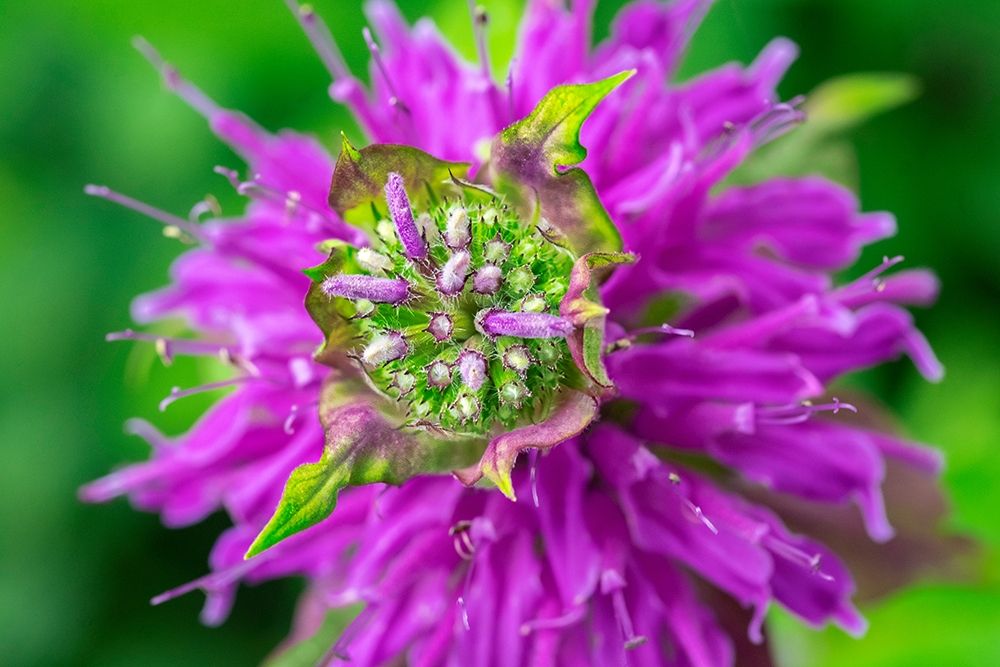 Beebalm